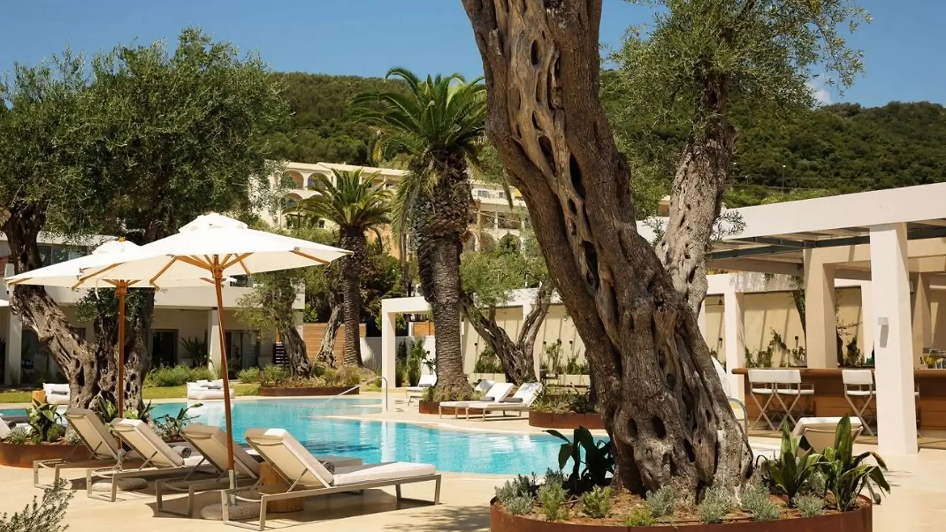 Resort pool surrounded by olive and palm trees.