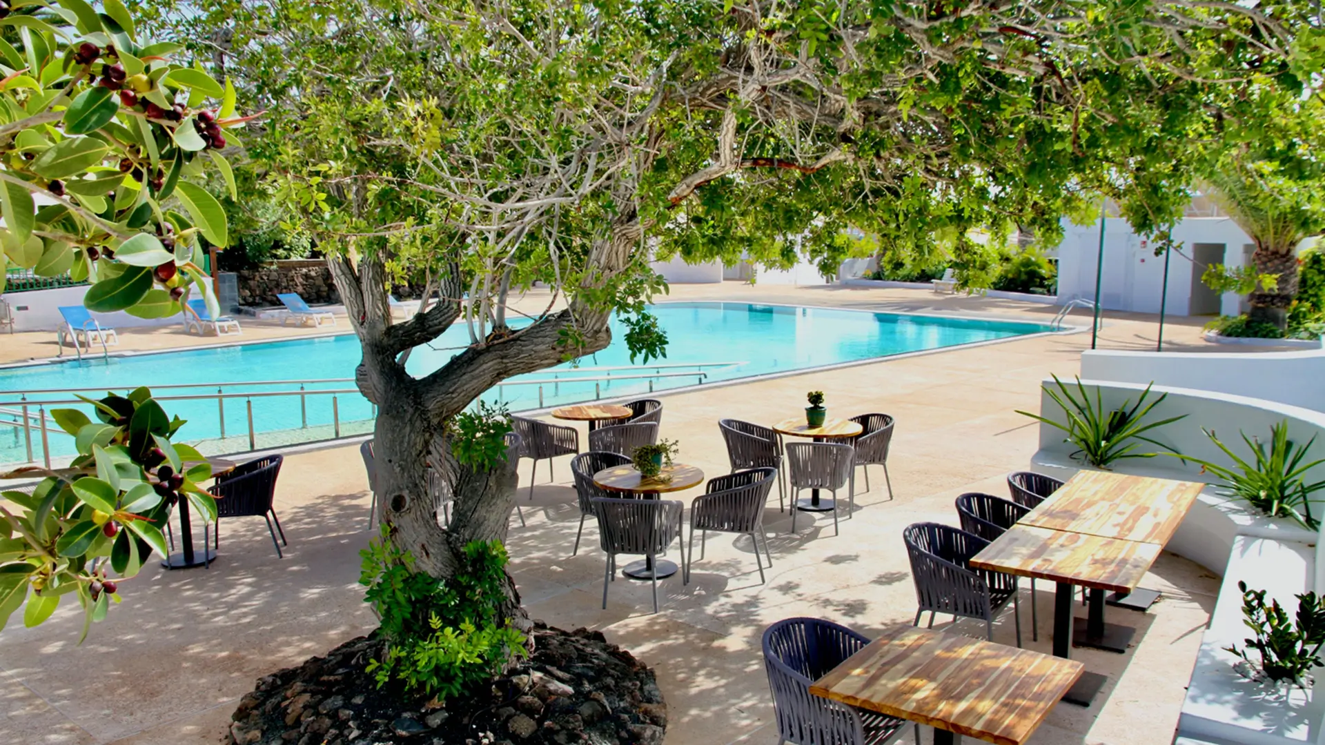Poolside patio with dining tables under shade tree.