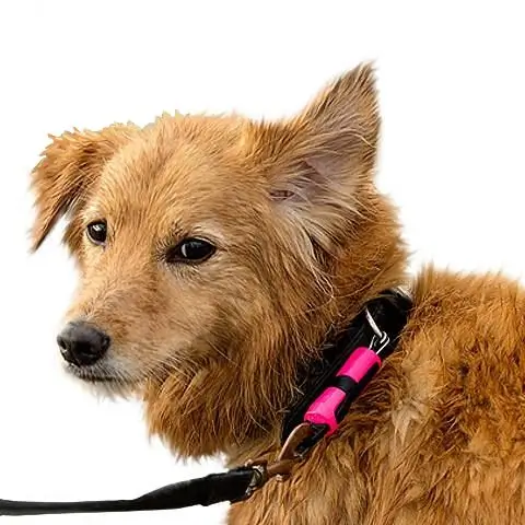 Dog Wearing The Magloc Connector