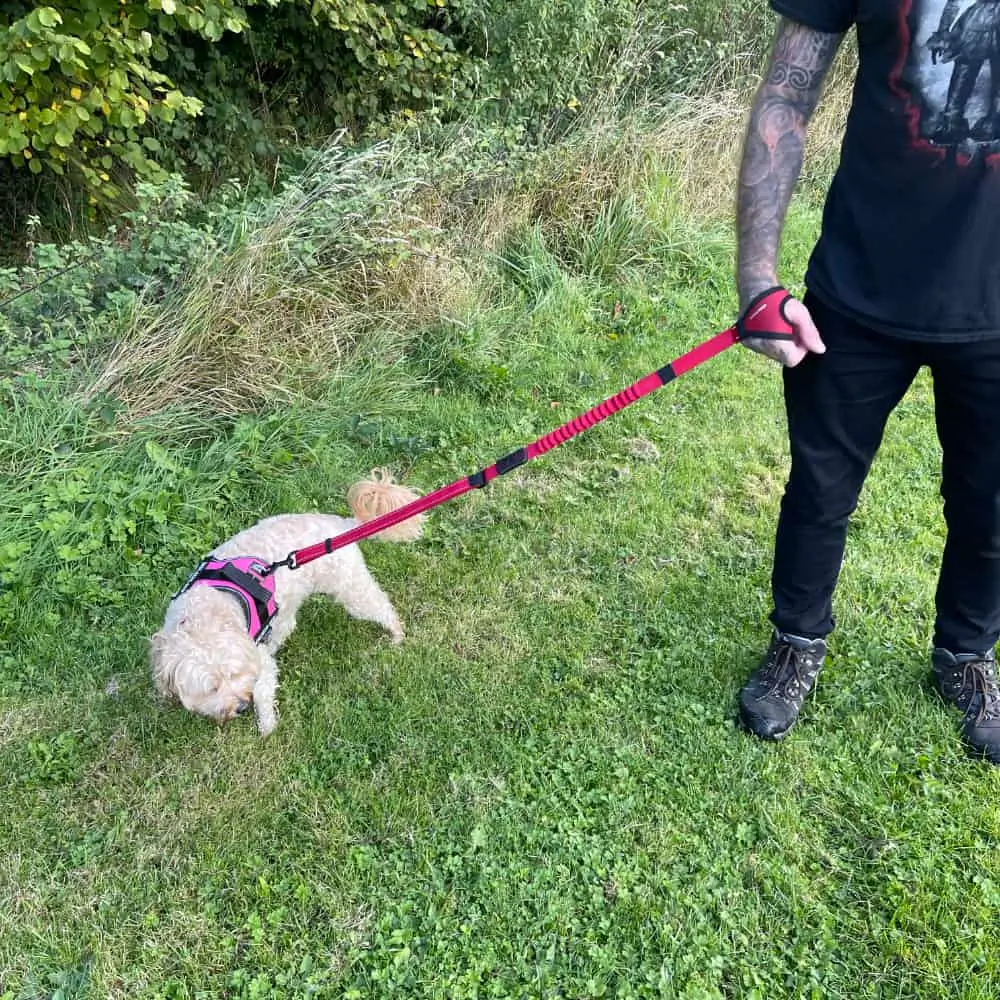 Adult Using Pet Packwhile Out With Their Dog