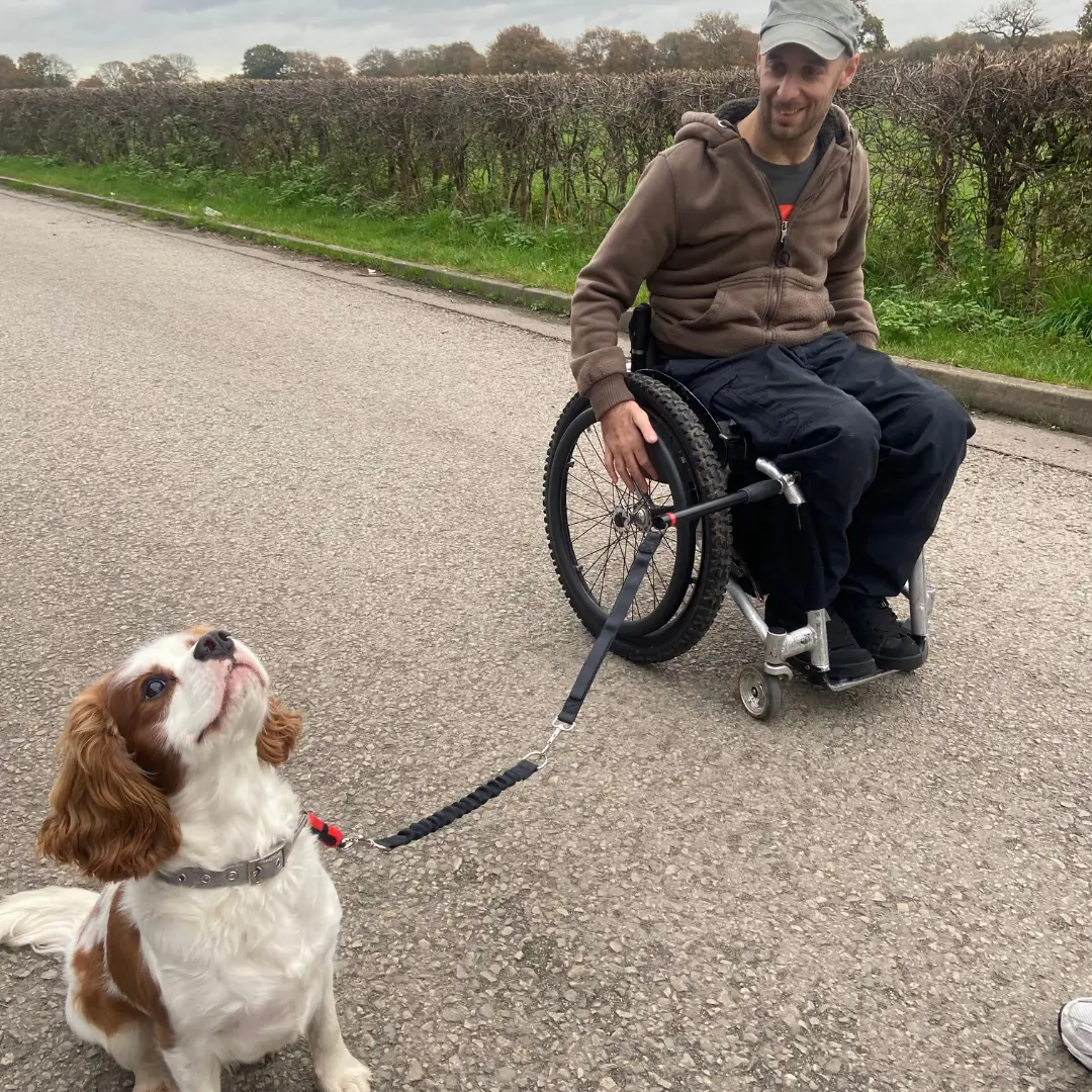 Adult Walking Dog With The Wheelchair Dog Lead